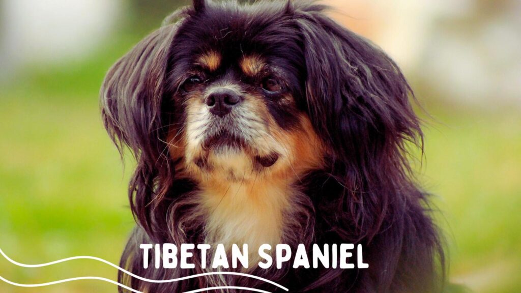 Tibetan Spaniel - Brave Companion Dog