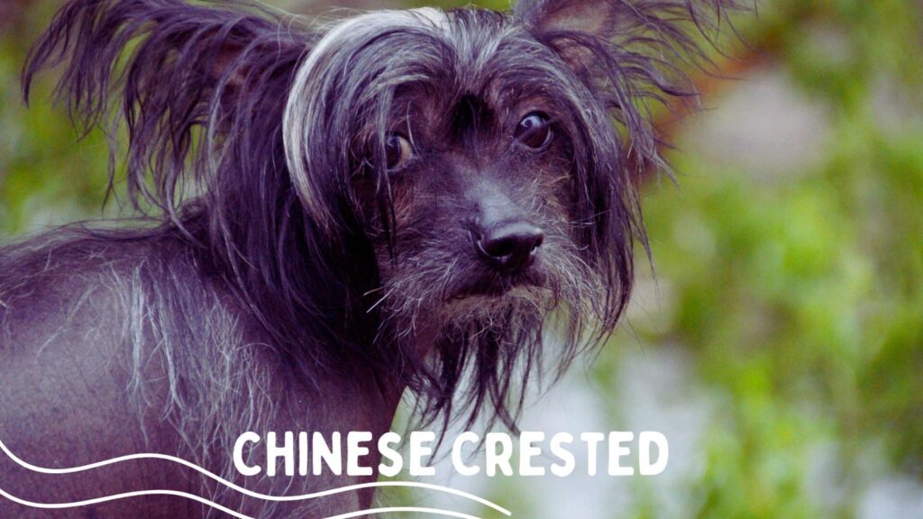 Chinese Crested Dog