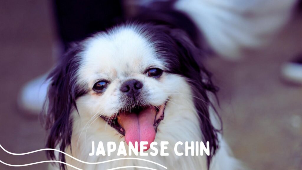 Japanese Chin - Royal Gift Breed