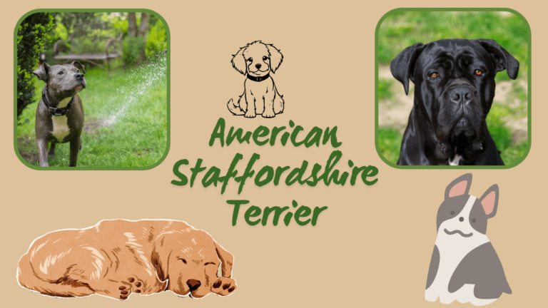American Staffordshire Terrier, a loyal and muscular breed, known for its affectionate nature.