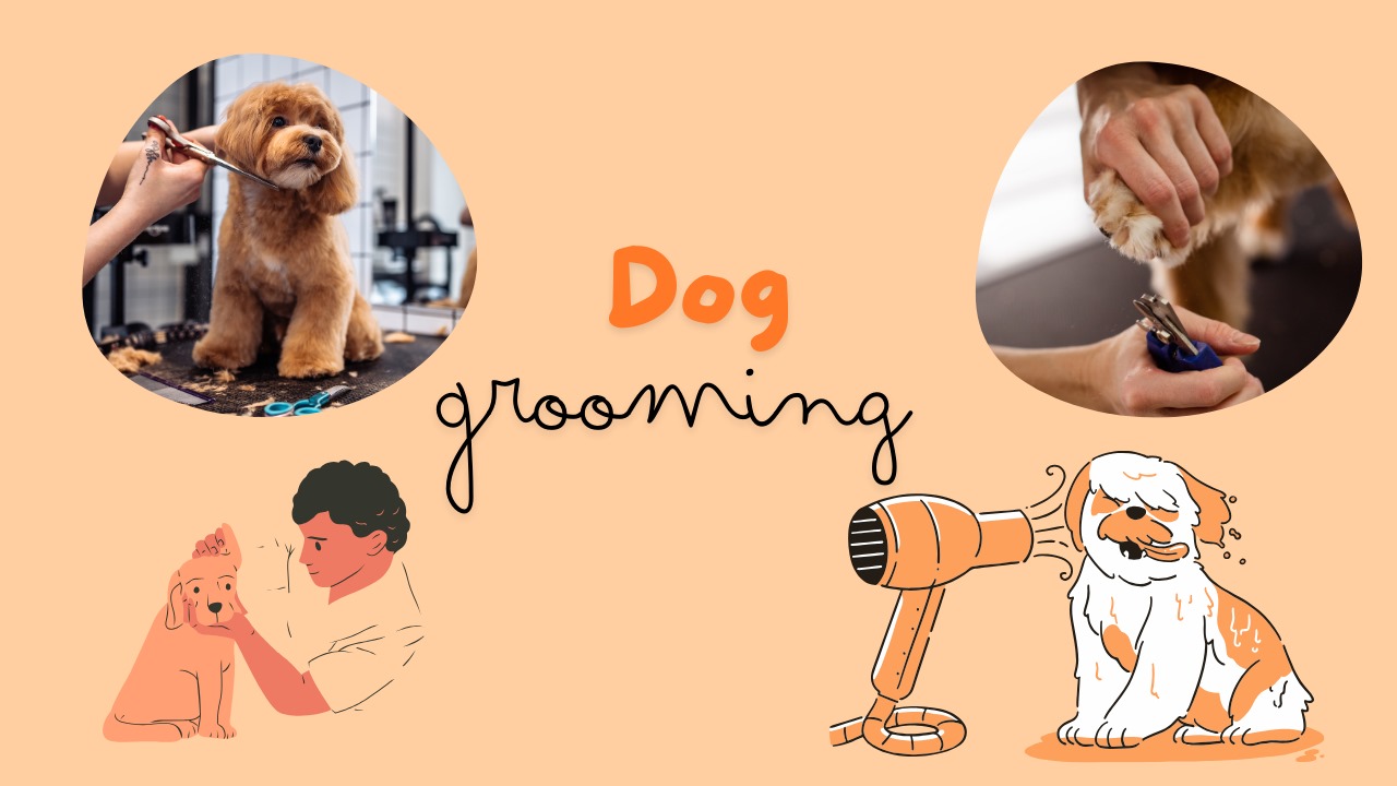 Dog grooming keeps pets clean and healthy by removing dirt, loose hair, and preventing skin issues.