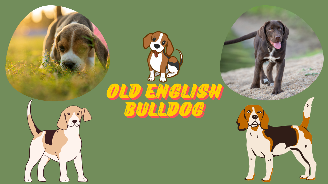 Muscular Old English Bulldog standing outdoors, highlighting its strength, agility, and loyal nature.