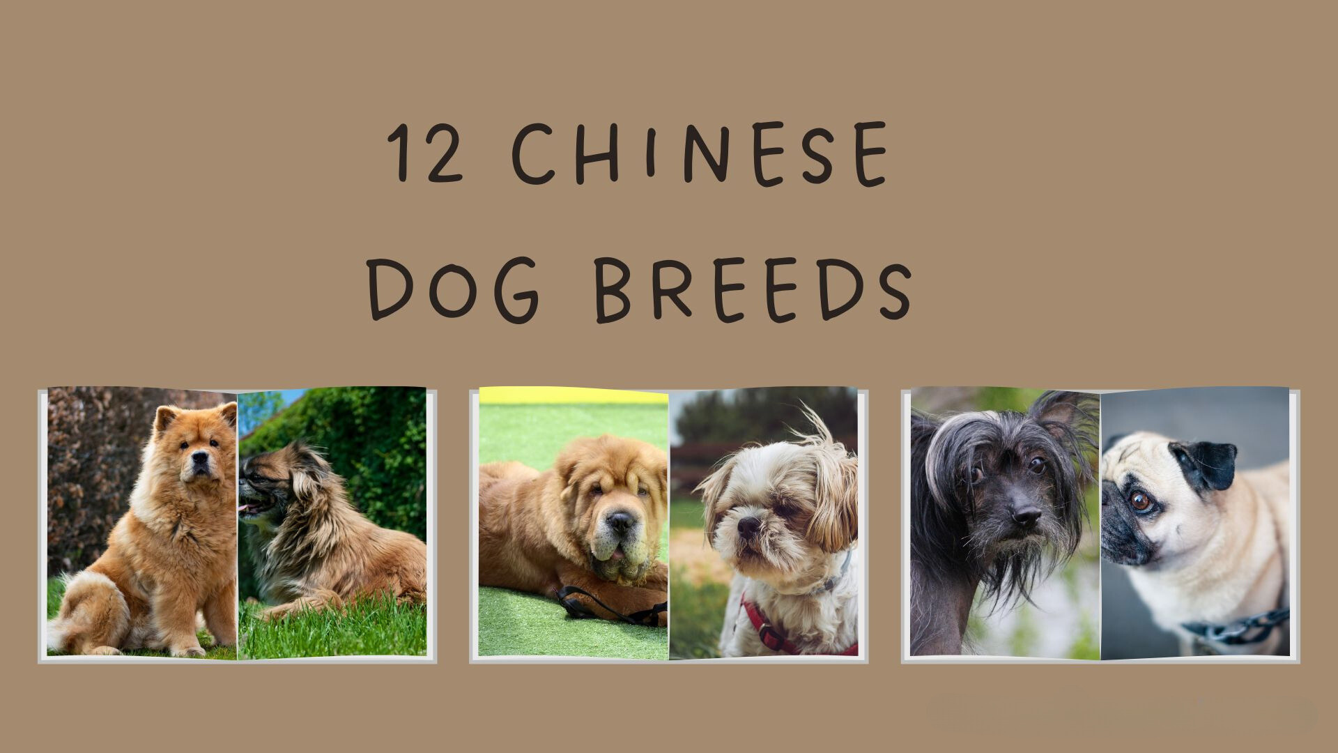 A collection of 12 Chinese dog breeds with unique traits and fascinating histories, including the Pekingese, Shar-Pei, and Tibetan Mastiff.