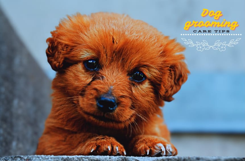 Person gently brushing a puppy, focusing on starting early grooming with a gentle approach.