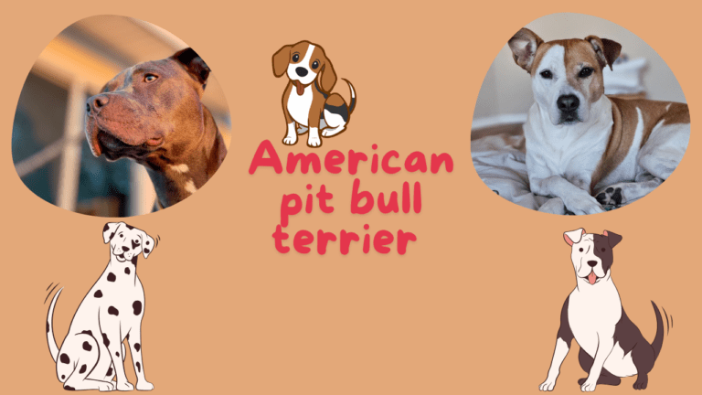A strong and affectionate American Pit Bull Terrier sitting outdoors, showcasing its muscular build and shiny coat.