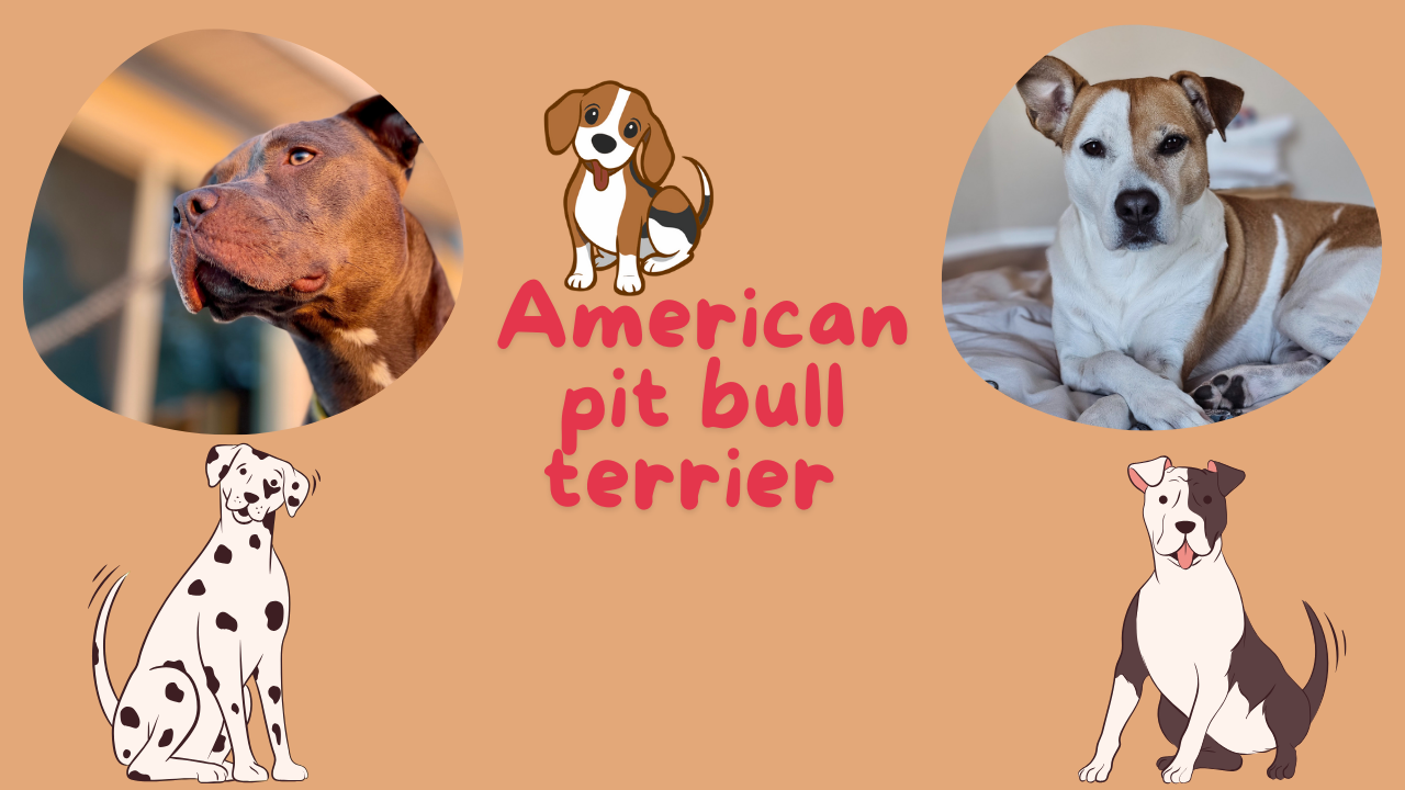 A strong and affectionate American Pit Bull Terrier sitting outdoors, showcasing its muscular build and shiny coat.