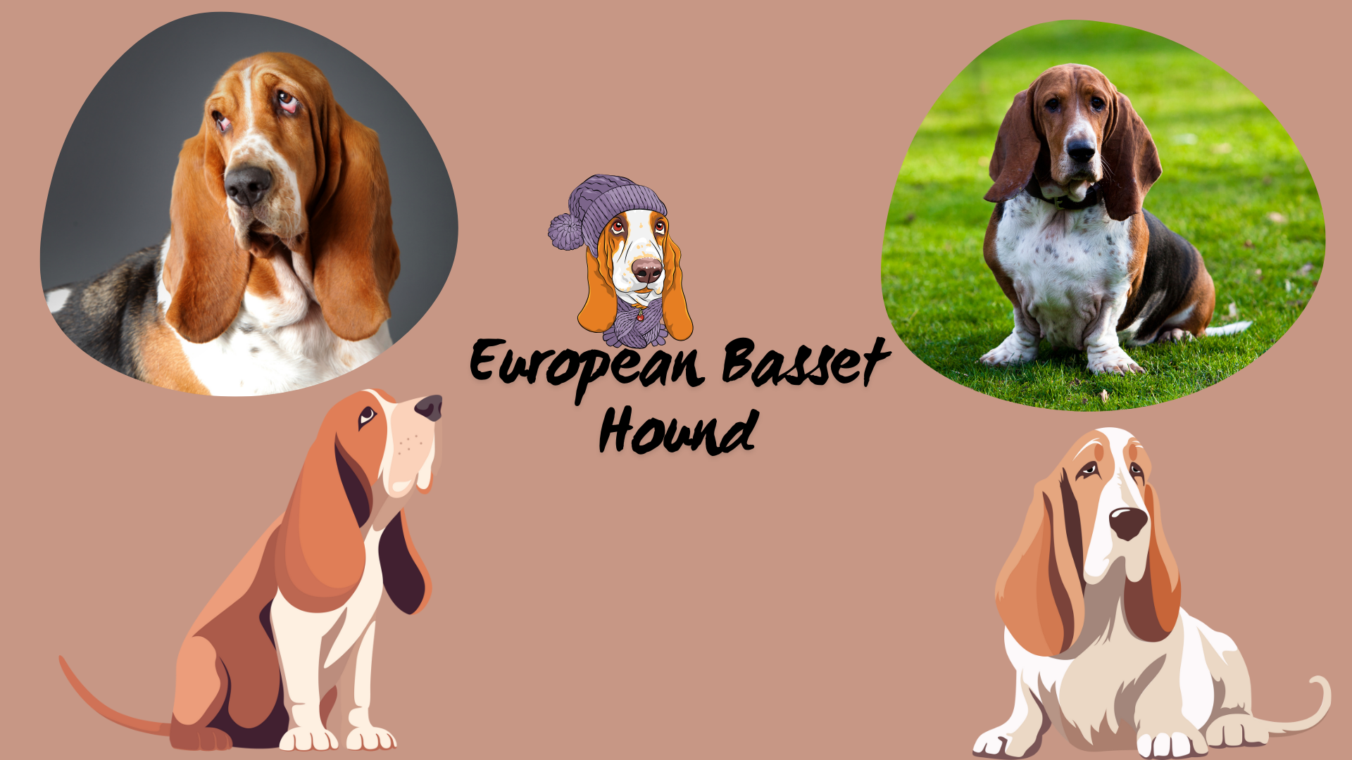 A European Basset Hound with long, droopy ears and a wrinkled face, standing in a grassy field, showcasing its signature low-slung body and calm expression.