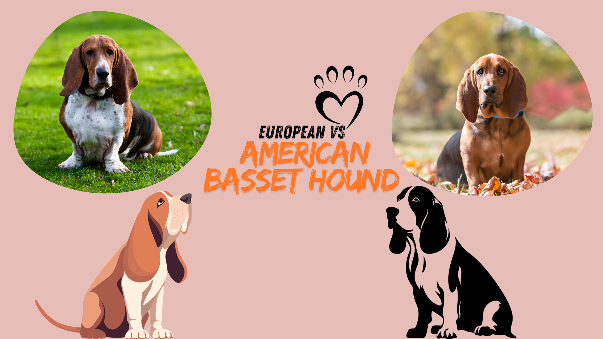 Training European vs American Basset Hound shows differences in energy and obedience.