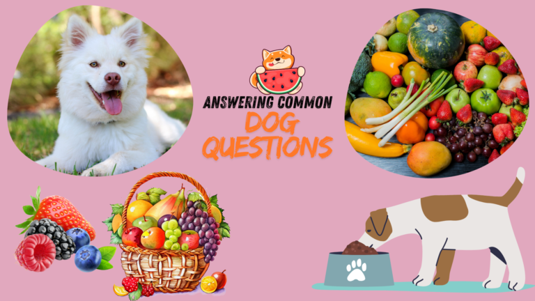 A playful dog sitting happily in the grass, representing a guide to answering common dog questions about health, diet, and behavior.