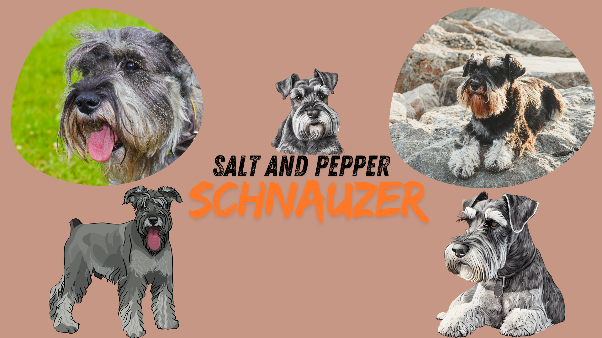 Salt and Pepper Schnauzer with a distinctive coat, bushy eyebrows, and beard, standing outdoors.