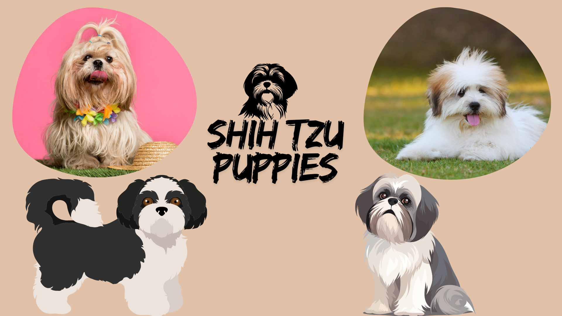 Adorable Shih Tzu puppies playing together, showcasing their fluffy coats and playful personalities.