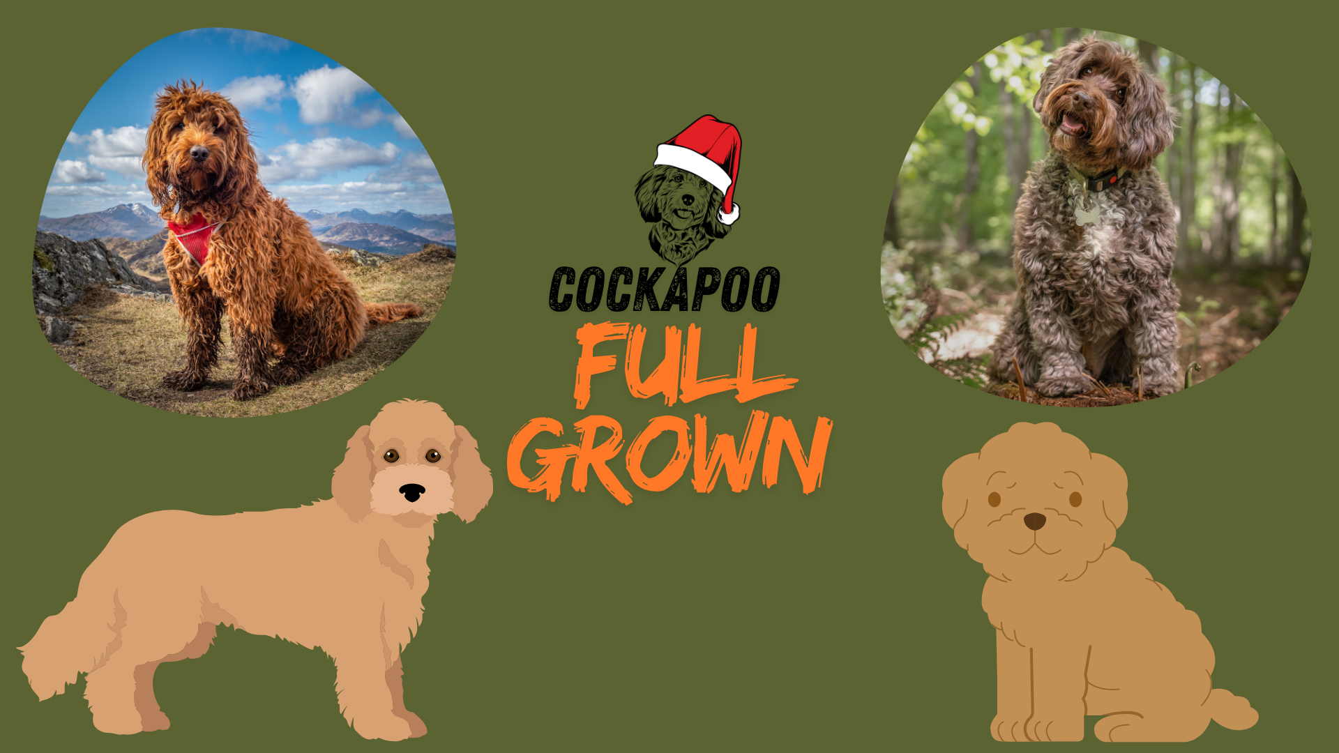 Full-grown Cockapoo standing on grass, showcasing its mature size and curly coat, ideal for both indoor and outdoor environments.