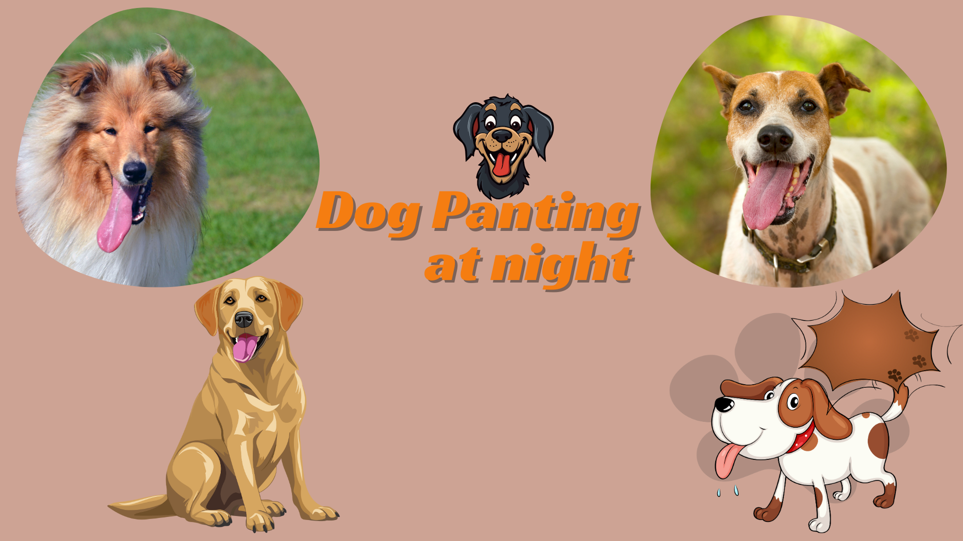 Dog panting at night due to stress, heat, or health issues. Learn why and how to keep them calm.