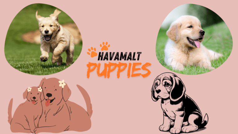 A cute Havamalt puppies with a soft, hypoallergenic coat, showcasing its playful and friendly nature.