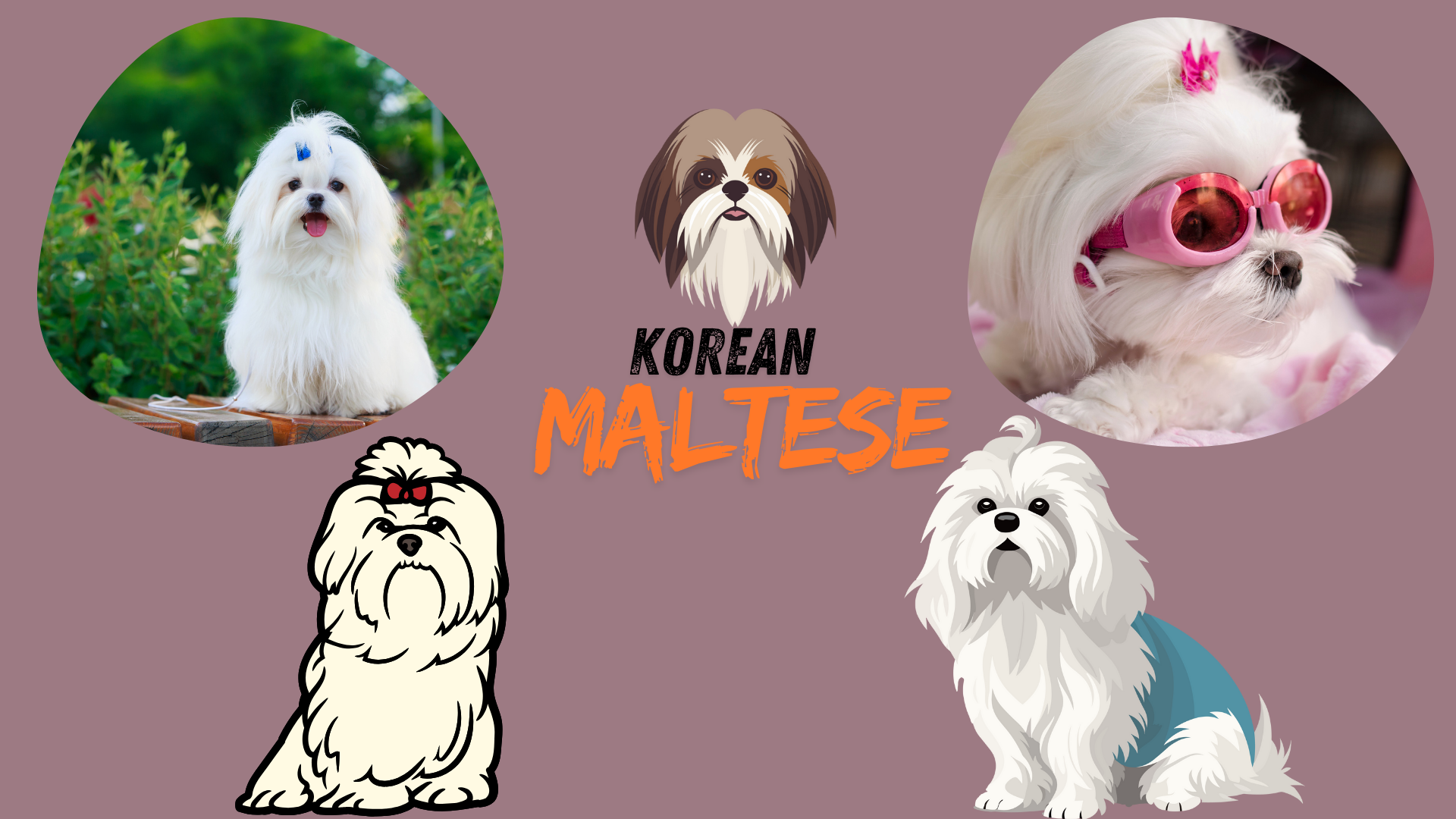 Charming Korean Maltese with a silky white coat, known for its small size and affectionate personality.