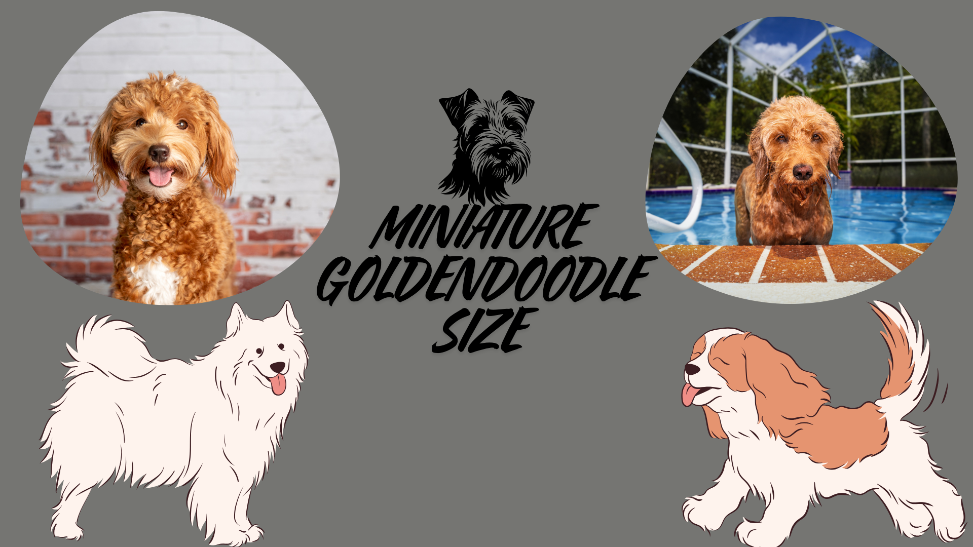 Feature image of a miniature Goldendoodle showcasing its playful nature and adorable size.