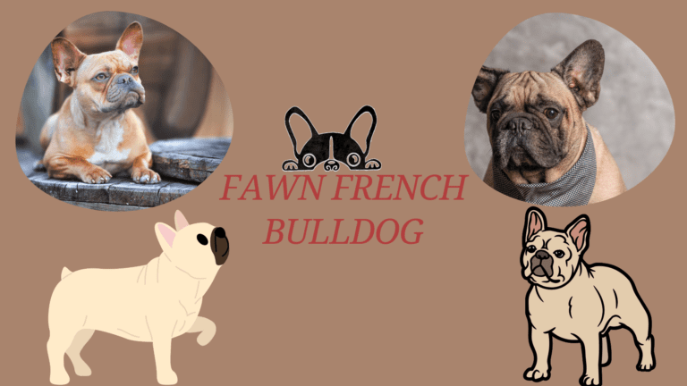 Adorable Fawn French Bulldog with tan coat and black mask, known for its playful and friendly nature.