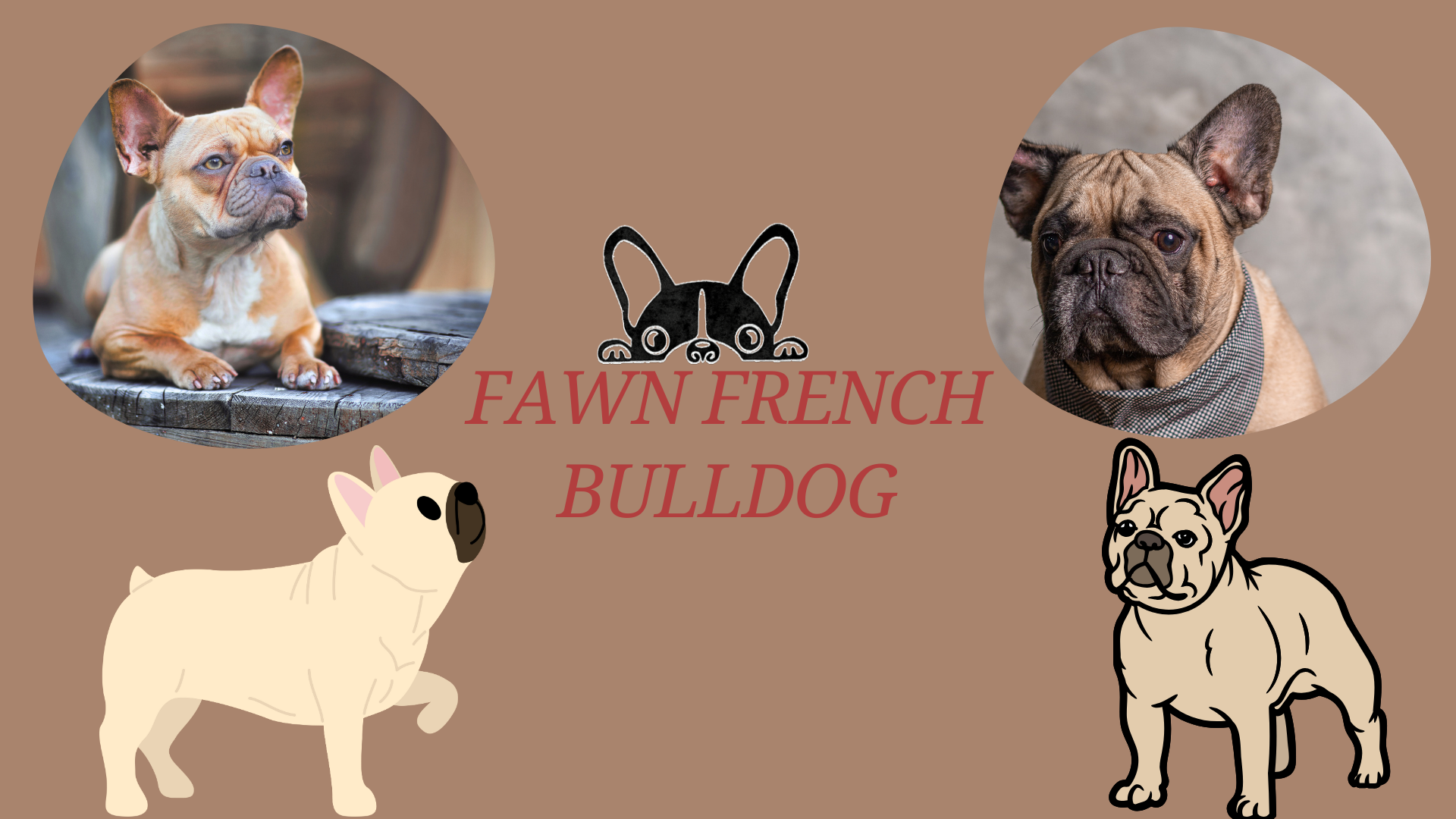 Adorable Fawn French Bulldog with tan coat and black mask, known for its playful and friendly nature.