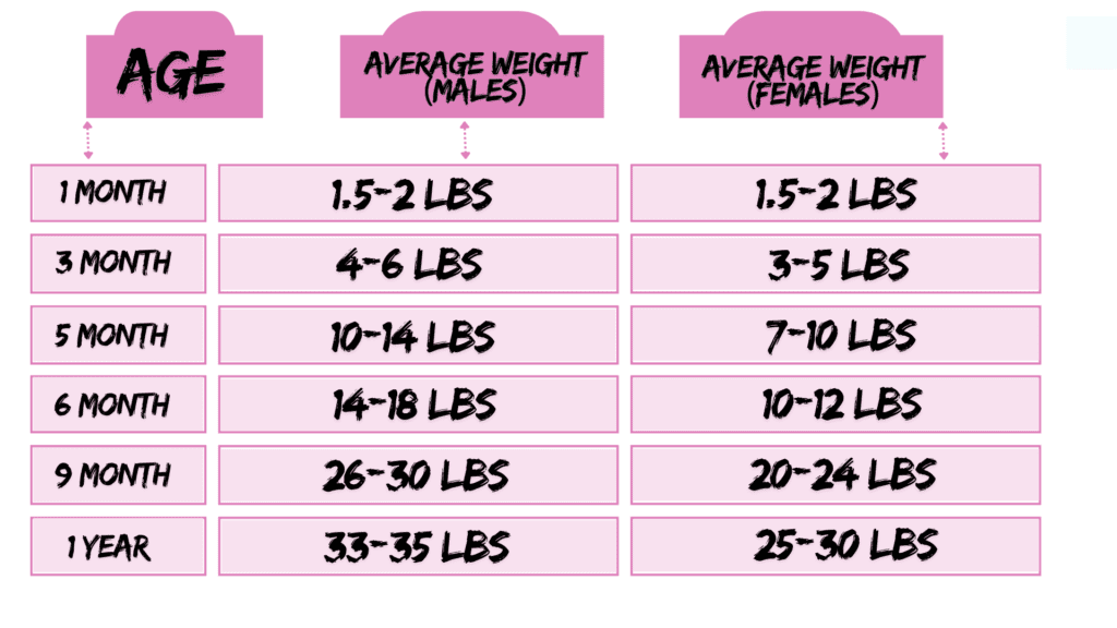 Visual representation of miniature Goldendoodle growth stages, including average weight and height at various ages.