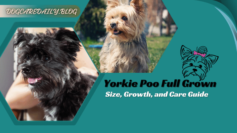 Yorkie Poo Full Grown with curly coat sitting outdoors, showing its small size and playful personality.