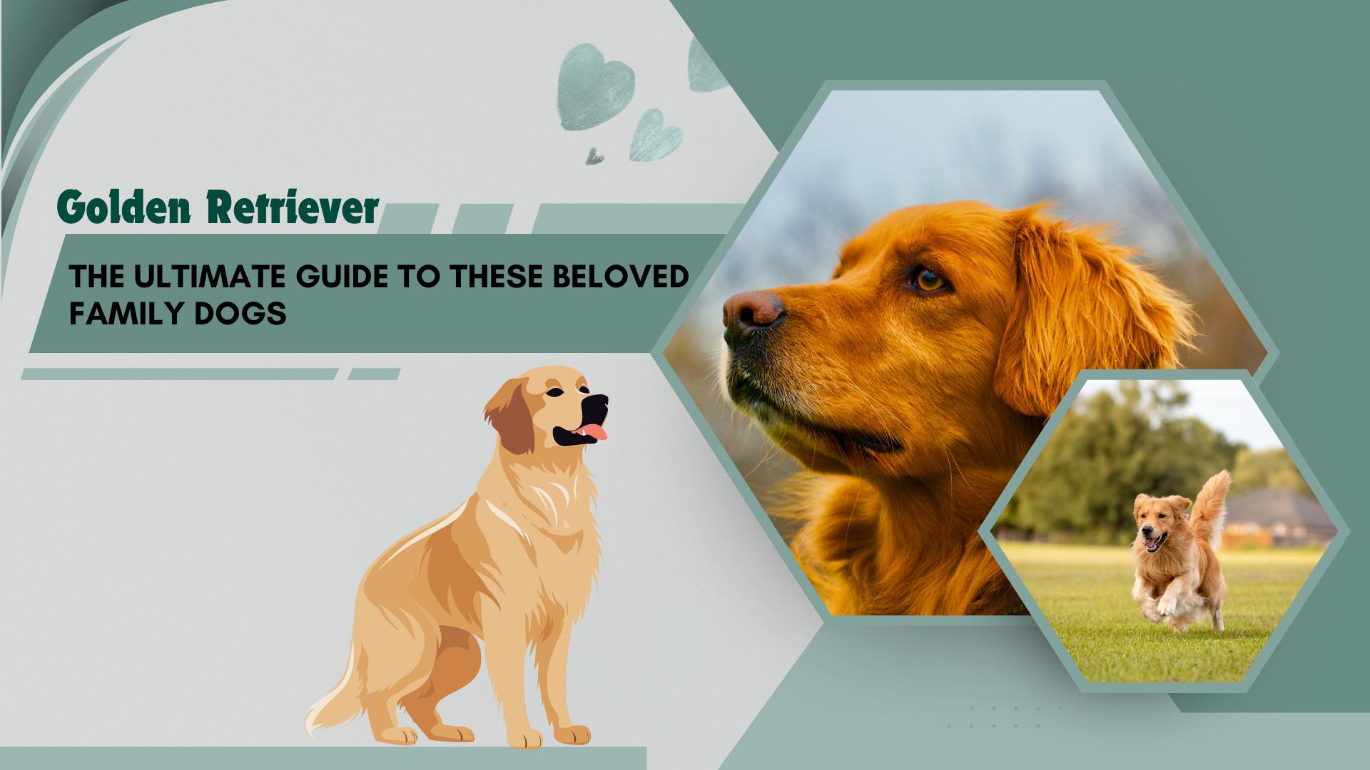 Golden Retriever smiling outdoors on a sunny day, showcasing its friendly and loving nature