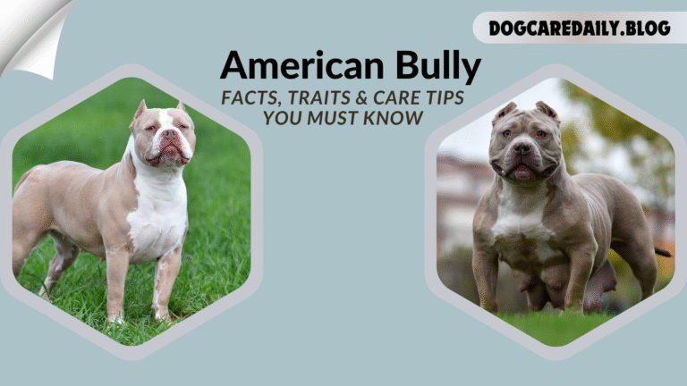 Confident American Bully dog posing outdoors with muscular build and cropped ears