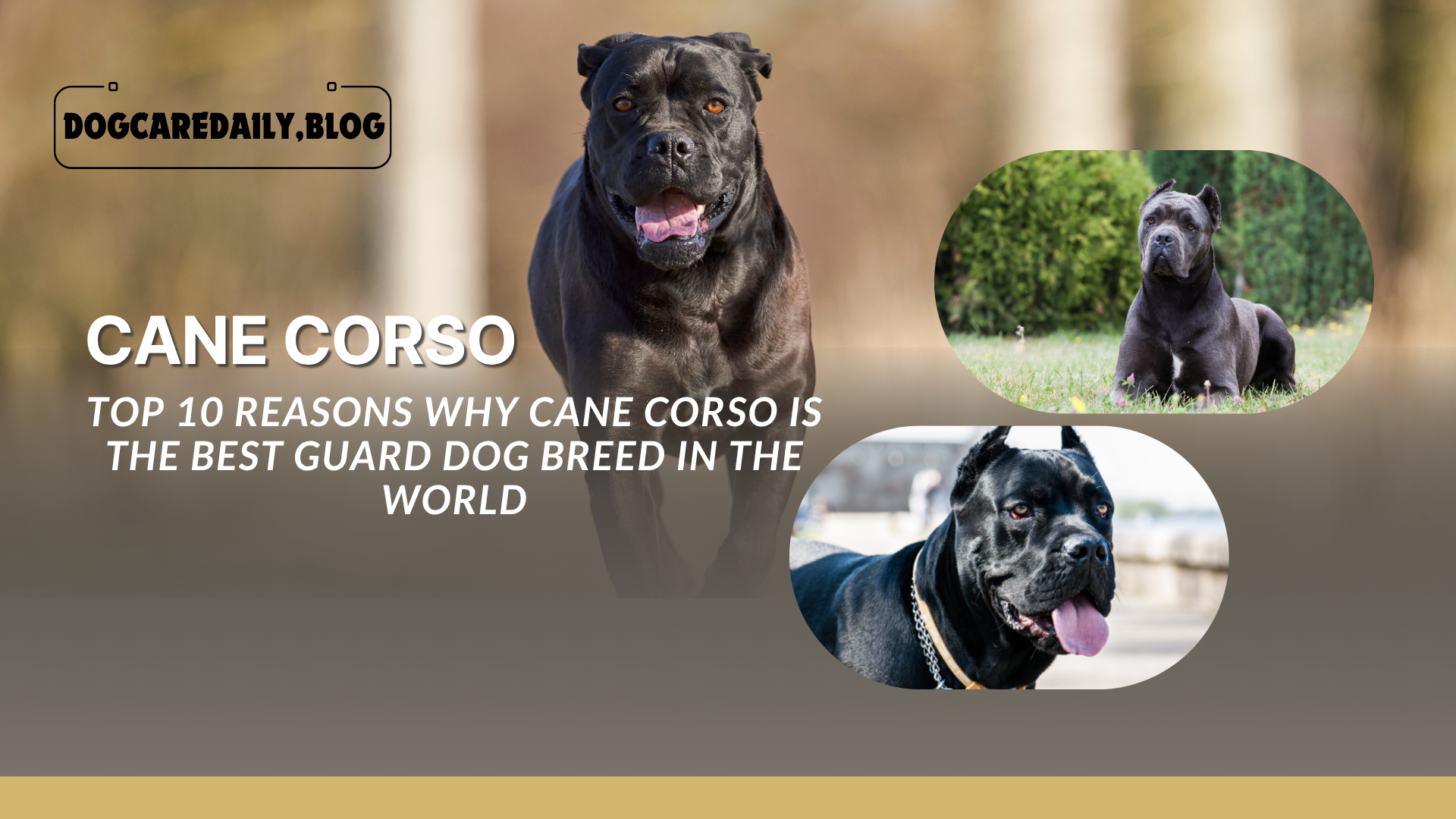 Strong and loyal Cane Corso standing alert in a yard, showcasing its muscular build and protective nature
