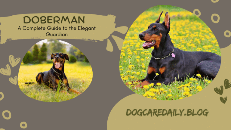 Majestic Doberman standing alert in a field, showcasing its sleek coat and strong build.
