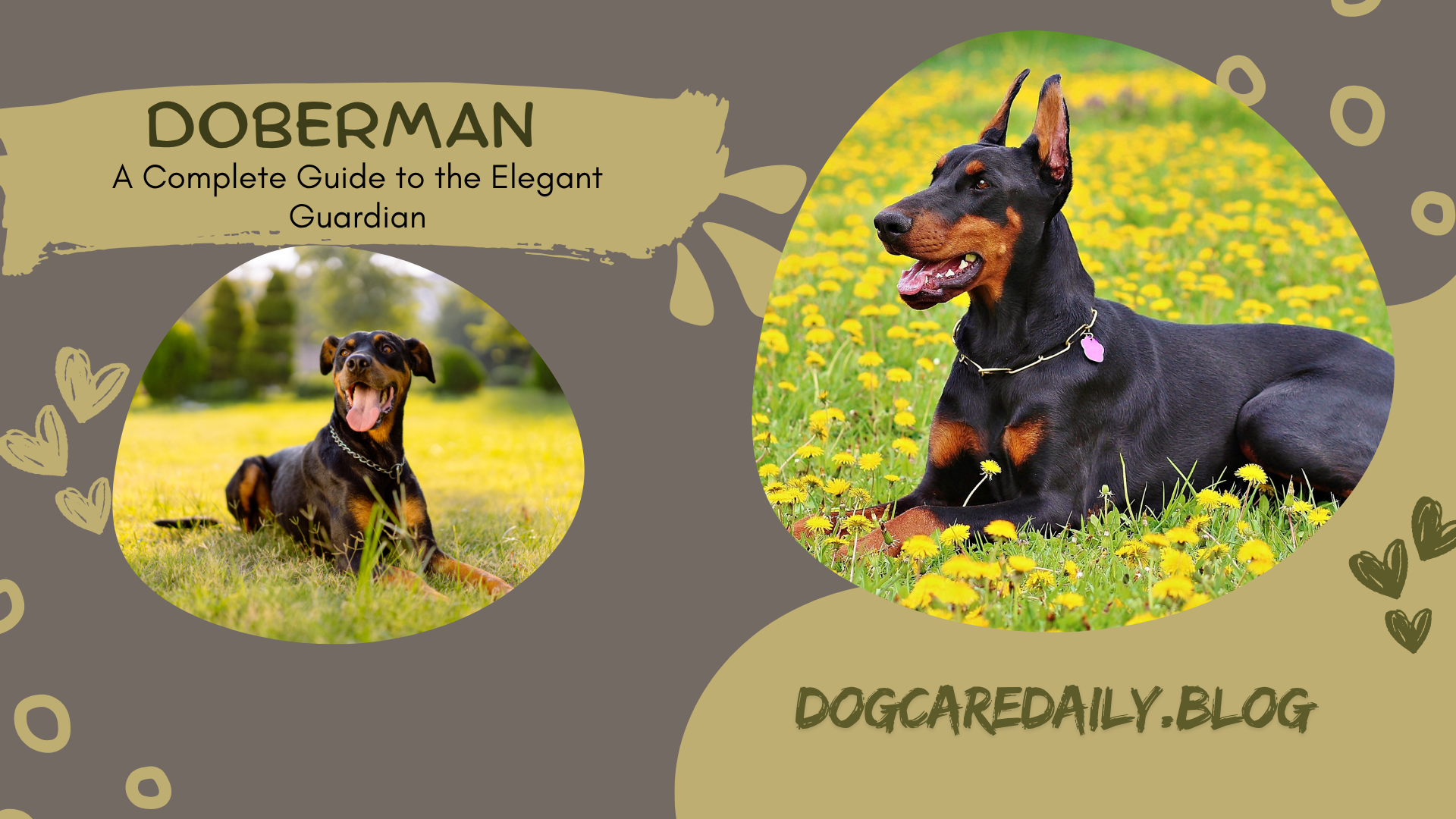 Majestic Doberman standing alert in a field, showcasing its sleek coat and strong build.