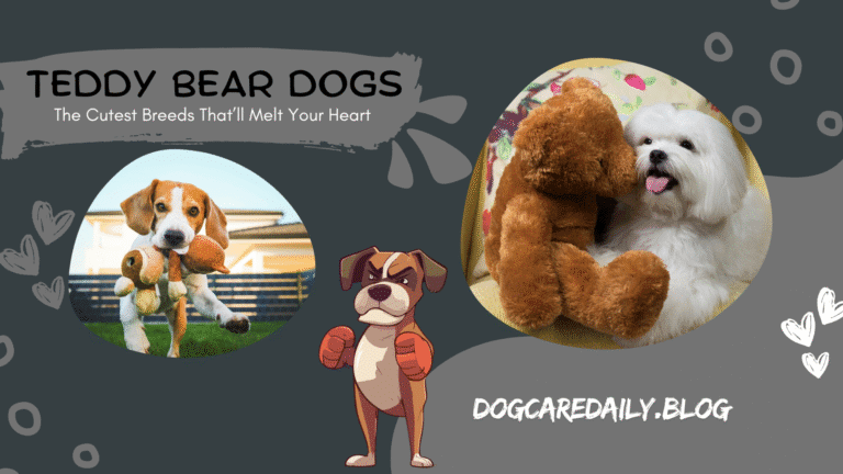 Adorable Teddy Bear Dogs sitting on a couch, showcasing their fluffy coats and friendly expressions.