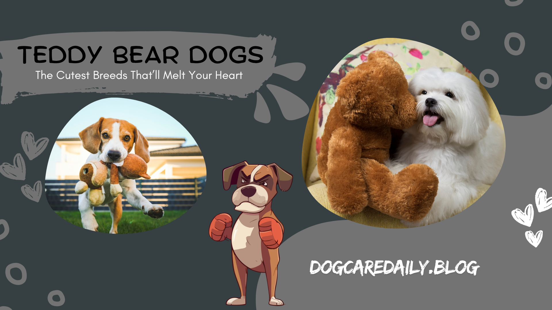 Adorable Teddy Bear Dogs sitting on a couch, showcasing their fluffy coats and friendly expressions.