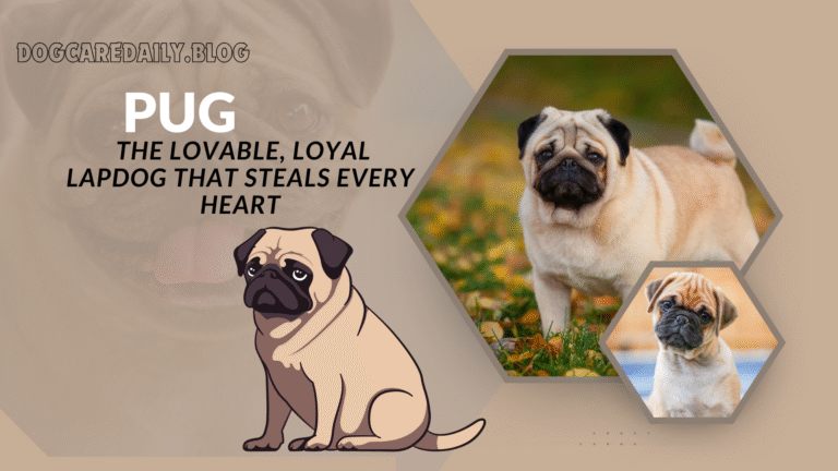 Adorable pug dog sitting on a couch with a happy expression, perfect companion breed for families.