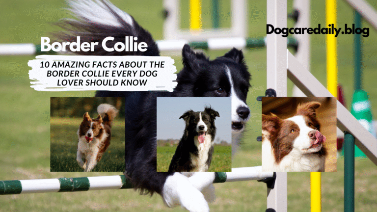 Energetic Border Collie running in a field with alert eyes and fluffy black and white coat