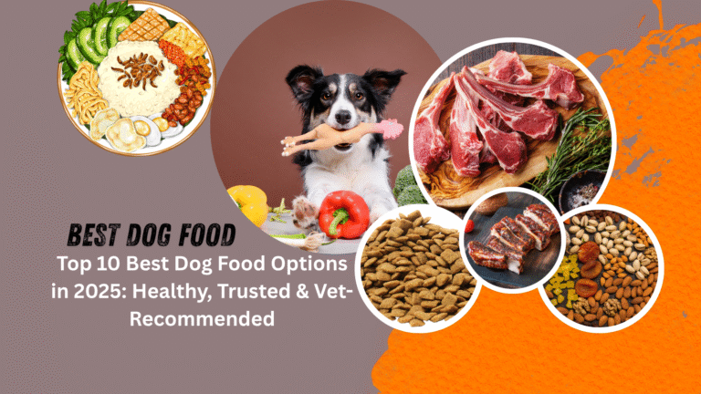Healthy kibble and fresh meals in bowls showing the best dog food for all breeds and life stages