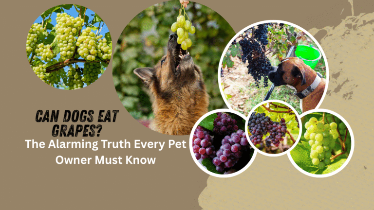 Dog looking at grapes on table with warning sign – Can Dogs Eat Grapes?