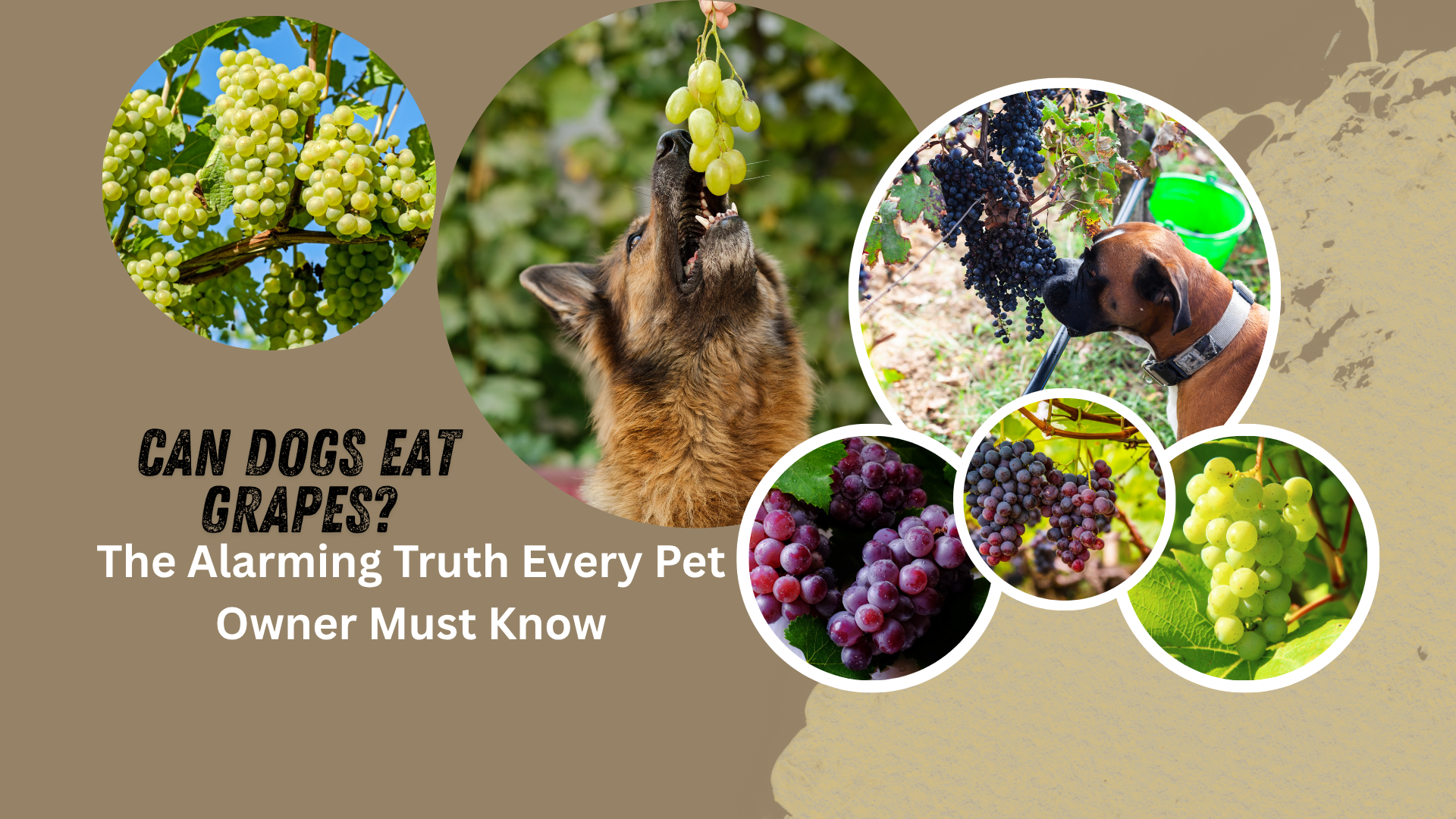 Dog looking at grapes on table with warning sign – Can Dogs Eat Grapes?